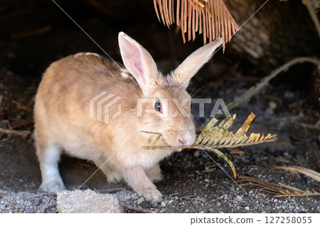 A cheerful rabbit heading out with a leaf in his mouth 127258055