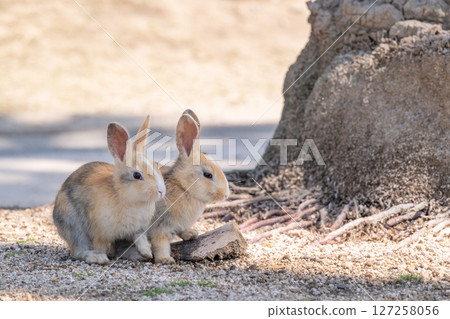 Baby rabbit brothers playing in the shade 127258056