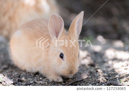 小兔子對相機感到好奇 127258065