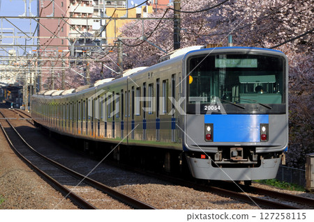 櫻花樹與西武新宿線20000系列（本地火車-8節車廂：西武新宿⇔本川越） 127258115