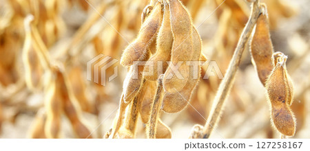 A view of soybeans nearing harvest in autumn in Biei, Hokkaido 127258167