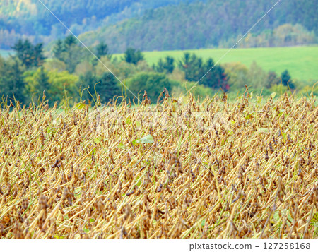Autumn bean field scenery in Biei, Hokkaido 127258168