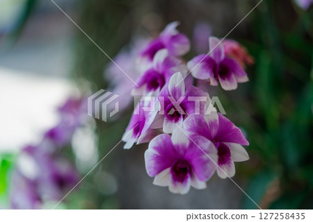 Flower (Orchidaceae or Orchid Flower) 127258435