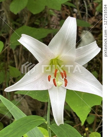 Sasayuri flowers blooming in the satoyama Sasayuri flowers blooming in the satoyama 127258584