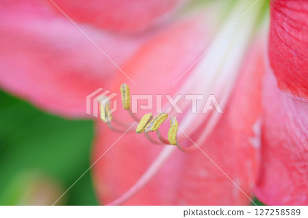 Colorful flowers blooming in a flowerbed in a garden in early summer 127258589