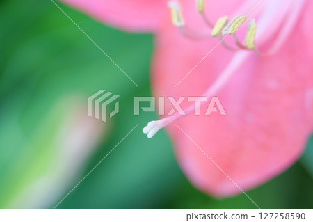 初夏花園花壇裡盛開的五彩繽紛的花朵 127258590