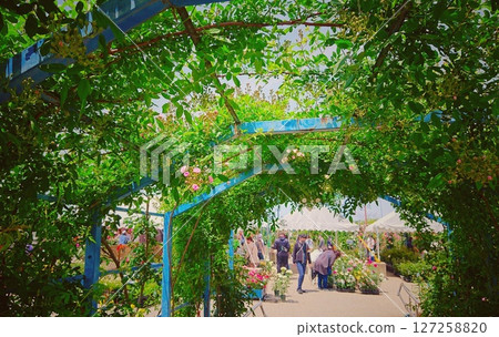 參觀玫瑰園的人們 127258820