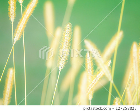 綠色的狐尾草在柔和的夜光中搖曳 綠色的狐尾草在柔和的夜光中搖曳 127258825