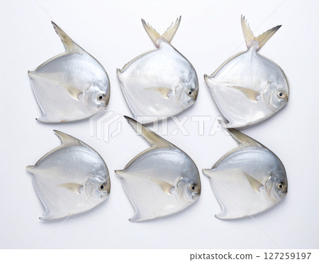 AI generated top view of fresh whole silver pomfret fish with shiny skin and clear eyes arranged neatly showcasing natural color against clean white background 127259197
