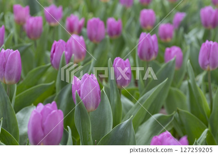 Cute pink tulip material Cute pink tulip material 127259205
