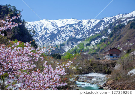 Mountain with cherry blossoms and snowfall Mountain with cherry blossoms and snowfall 127259298