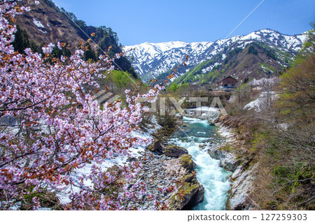 山與櫻花和降雪 127259303
