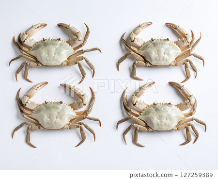 AI generated top view of fresh whole snow crabs with pristine white shells and long elegant legs arranged neatly showcasing luxury seafood against clean white background 127259389