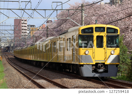 Cherry blossoms and the Seibu Shinjuku Line 2000 series train (local train - 8 cars: Seibu Shinjuku to Tanashi) Cherry blossoms and the Seibu Shinjuku Line 2000 series train (local train - 8 cars: Seibu Shinjuku to Tanashi) 127259418