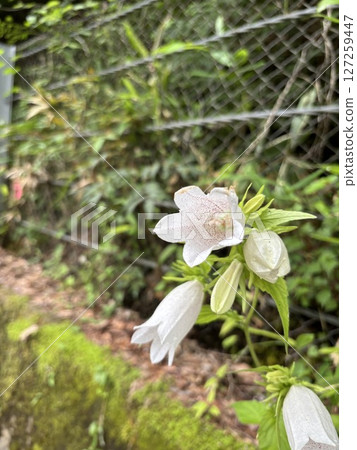 Digitalis Digitalis 127259447
