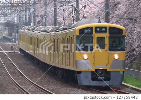 櫻花樹和西武拜島線 2000 系列列車（本地列車 - 8 輛車：西武新宿至拜島） 127259448
