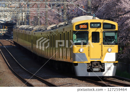 Cherry blossom trees and the Seibu Shinjuku Line 2000 series train (express train - 10 cars: Seibu Shinjuku to Hon-Kawagoe) 127259464