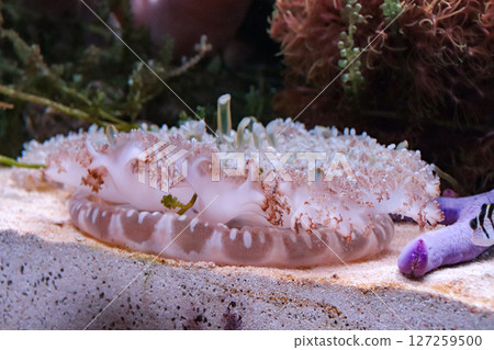 Sakasakurage 127259500