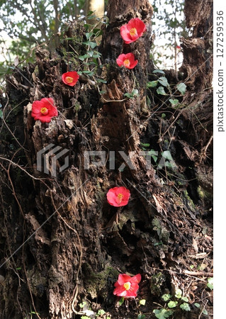 Camellia pattern 127259536