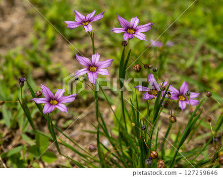 Niwase的花 Niwase的花 127259646
