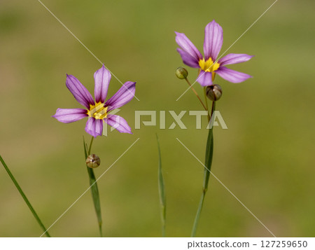 Niwase的花 Niwase的花 127259650