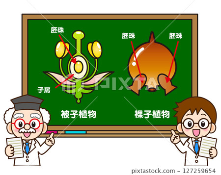 A doctor explaining about angiosperms and gymnosperms on the blackboard 127259654
