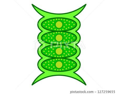 Simple illustration material of ikadamo Simple illustration material of ikadamo 127259655