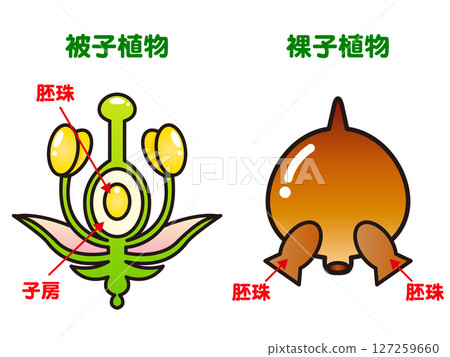 被子植物和裸子植物的簡單插圖 127259660