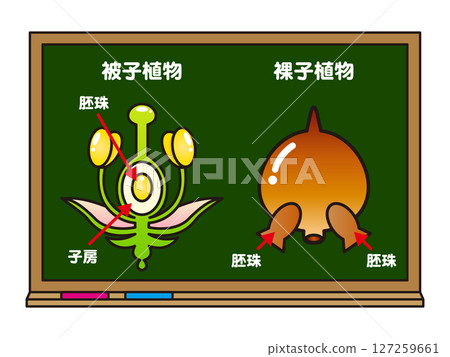 Illustration of angiosperms and gymnosperms on a blackboard Illustration of angiosperms and gymnosperms on a blackboard 127259661