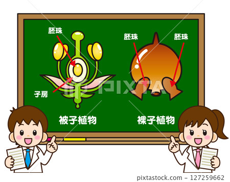 一名小學生在黑板上講解被子植物和裸子植物 一名小學生在黑板上講解被子植物和裸子植物 127259662