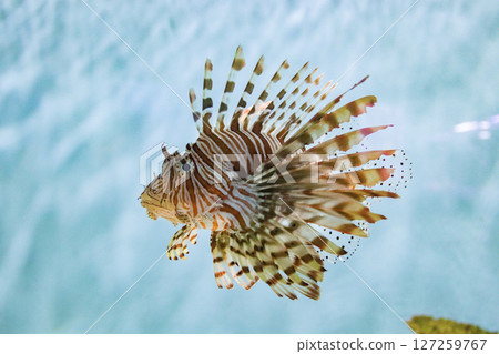 Hanturkey魚 Hanturkey魚 127259767