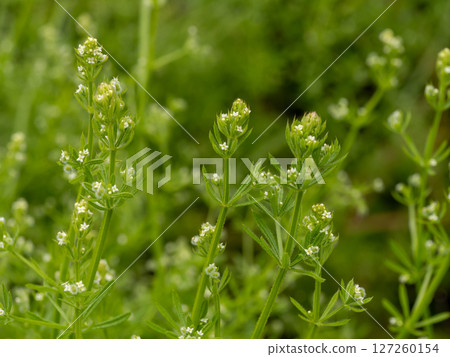 路邊草叢中長滿了栲木草 127260154