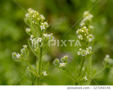 路邊草叢中長滿了栲木草 127260156