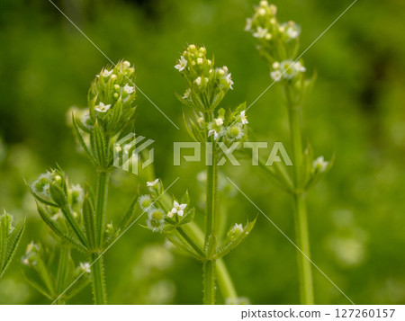 路邊草叢中長滿了栲木草 127260157