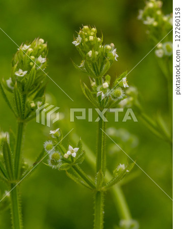 路邊草叢中長滿了栲木草 127260158