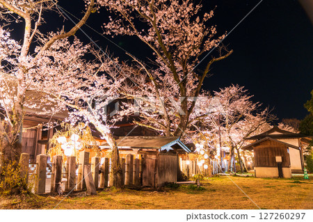 Cherry blossoms at night at Aso Shrine in Kumamoto Prefecture Cherry blossoms at night at Aso Shrine in Kumamoto Prefecture 127260297
