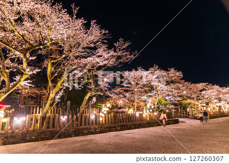 熊本縣阿蘇神社的夜櫻 127260307