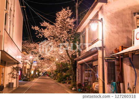 熊本縣阿蘇門前町商店街的夜櫻 127260318