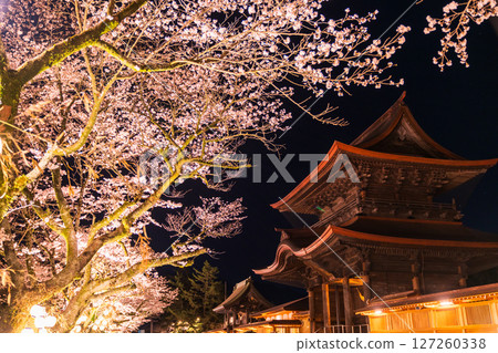 熊本縣阿蘇神社的夜櫻 熊本縣阿蘇神社的夜櫻 127260338