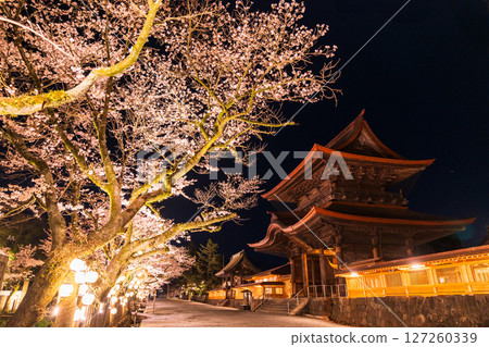 熊本縣阿蘇神社的夜櫻 127260339