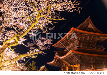 熊本縣阿蘇神社的夜櫻 127260341