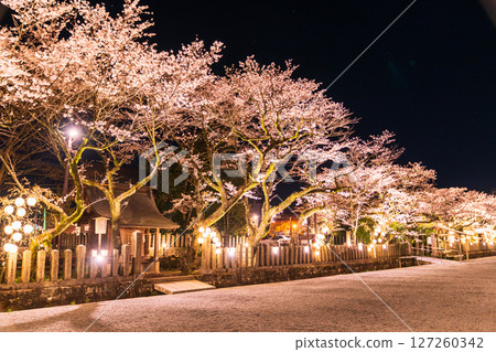熊本縣阿蘇神社的夜櫻 熊本縣阿蘇神社的夜櫻 127260342