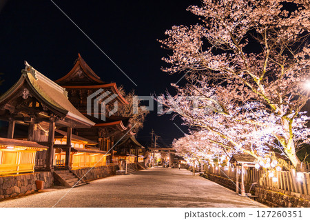 Cherry blossoms at night at Aso Shrine in Kumamoto Prefecture 127260351