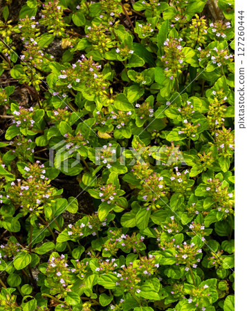 許多 Toubana 花一起綻放 127260444