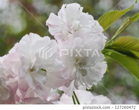 Double-flowered cherry blossoms Fugenzou Double-flowered cherry blossoms Fugenzou 127260472