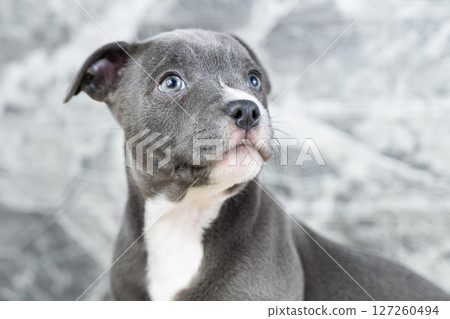 Portrait of cute blue puppy close-up, purebred dog English Staffordshire Bull Terrier, Staffy and concept of obedience and training of pets, caring for a pet 127260494