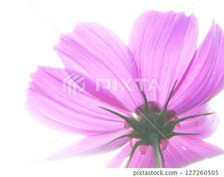 Pink cosmos flowers blooming gracefully on a white background 127260505
