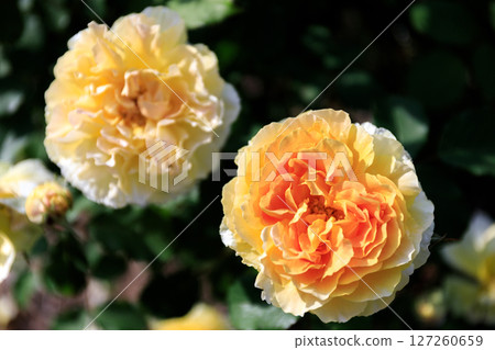 Roses blooming in Iwamizawa Park, Iwamizawa City, Hokkaido [June] 127260659