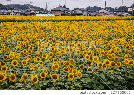 向日葵在夏日陽光下綻放，帶來活力和對未來的希望。 127260692