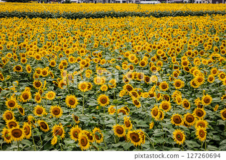 Sunflowers bloom in the summer sunshine, bringing energy and hope for the future. Sunflowers bloom in the summer sunshine, bringing energy and hope for the future. 127260694